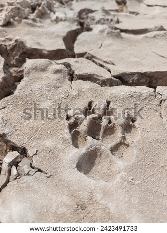 animal footprints pictures, dog footprints on cracked soil. 