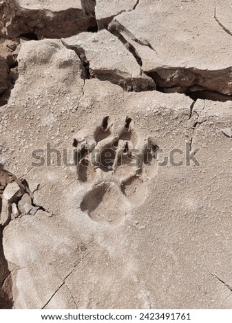 animal footprints pictures, dog footprints on cracked soil. 