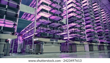 Modern Vertical Farm with Multiple Rows and Layers of Natural Plants Growing Under Artificial LED Sunlight. Fresh Green Vegetable Leaves Production Facility. Wide Angle Picture Of Worker With Tablet.