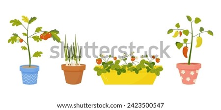  set of pots with plants for growing on the balcony, at home, tomatoes, strawberries, onions and peppers