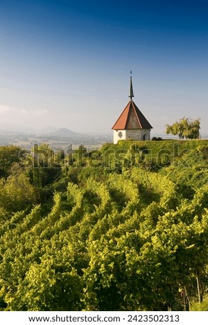 Vineyard and chapel near Ehrenkirchen, Markgraeflerland, Baden-Wuerttemberg, Germany, Europe
