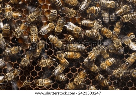 Honey Bees (Apis sp.) on a honeycomb, Germany Royalty-Free Stock Photo #2423503247