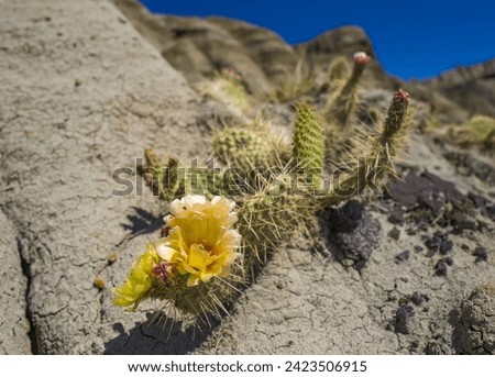 yellow Claret Cup Cactus in bloom Royalty-Free Stock Photo #2423506915