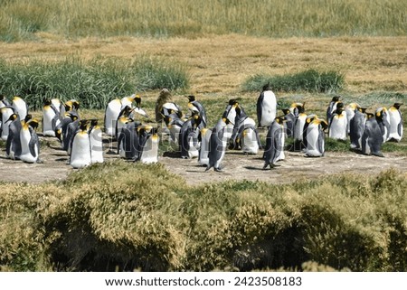 King penguins (Aptenodytes patagonicus), colony at Bahia Inutil, Parque Pingüino Rey, Porvenir, Province Tierra del Fuego, Tierra del Fuego, Chile Royalty-Free Stock Photo #2423508183