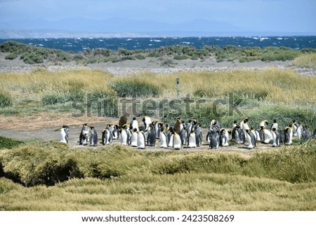 King penguins (Aptenodytes patagonicus), colony at Bahia Inutil, Parque Pingüino Rey, Porvenir, Province Tierra del Fuego, Tierra del Fuego, Chile Royalty-Free Stock Photo #2423508269