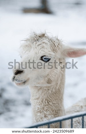 Llama, two lamas at a winter Farm, domestic llama on a farm in the winter. Selective focus on the face of the llama with a softly blurred background of a snowy farm. Animal portrait, lama portrait