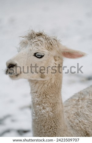 Llama, two lamas at a winter Farm, domestic llama on a farm in the winter. Selective focus on the face of the llama with a softly blurred background of a snowy farm. Animal portrait, lama portrait