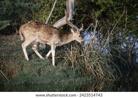 Spotted  deer stag at the lake side