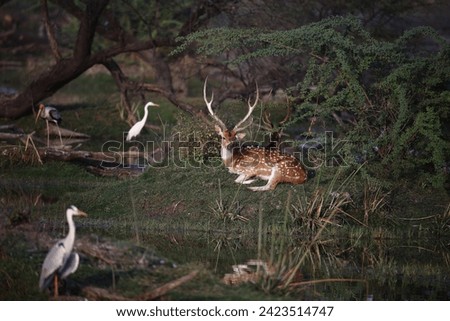 Spotted  deer stag at the lake side