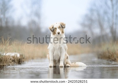 Australian shepherd dog sitting on a frozen over stream