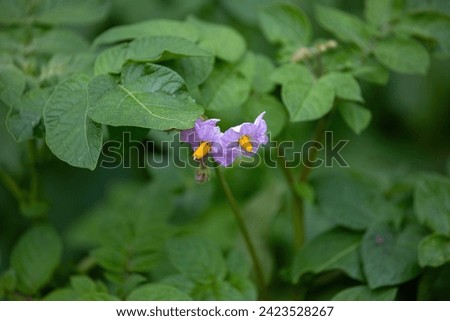 A flowering potato plant in summer.