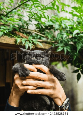 Emotions of joy throws a black cat up the green tree on a background. Hand holds a frightened black cat and lifts it up, she plays with it, the pet looks into the camera.
