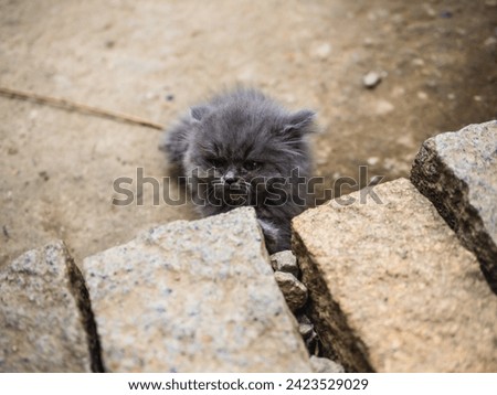 portrait of a cat on the street. Cute striped tabby cat sits on a car roof. On the urban road there sits a fluffy cat without a home adorned with a coat of black and white fur and sporting vibrant eye