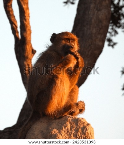 Chacma Baboon on a termite mound in Botswana