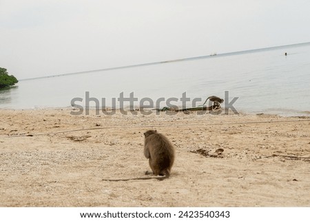 A Picture of Monkeys on The Beach
