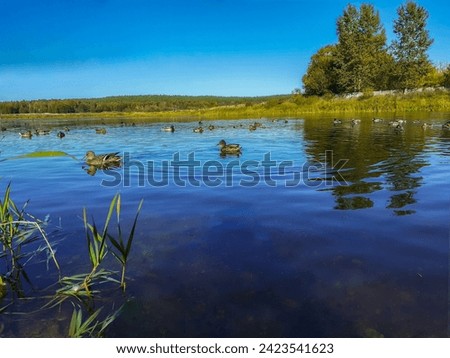 Floating ducks, summer landscape on the river, lots of greenery and trees