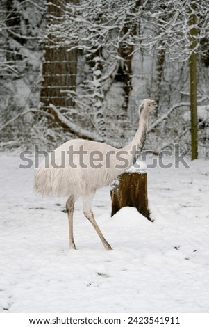 Solo white ostrich walking in snow, winter farm