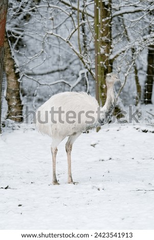 Solo white ostrich walking in snow, winter farm