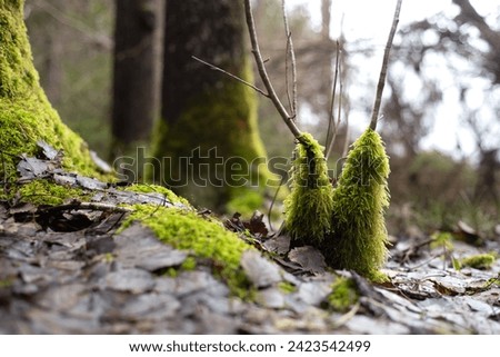 Green moss in the forest. Stock Photo. Moss overgrown forrest in spring time. Swampy picture with old tree trunks overgrown with green moss, swampy forest landscape. Royalty-Free Stock Photo #2423542499