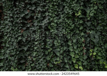 Green leaves background of Canarian ivy lush foliage. A wall fully covered in leaves. Botanical photo of Hedera Canariensis