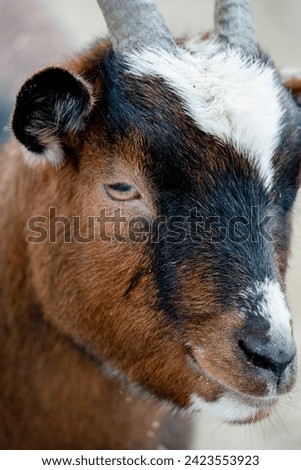Portrait of goat in the snow, farm animals