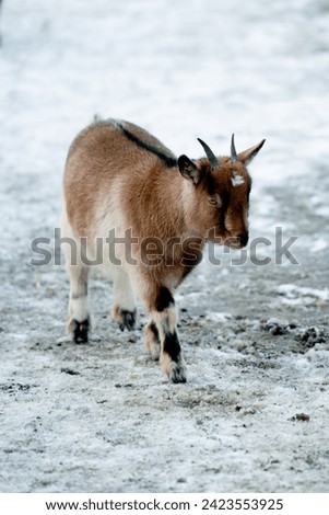 Portrait of goat in the snow, farm animals