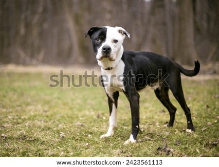 A malnourished American Bulldog x Pit Bull Terrier mixed breed dog standing outdoors