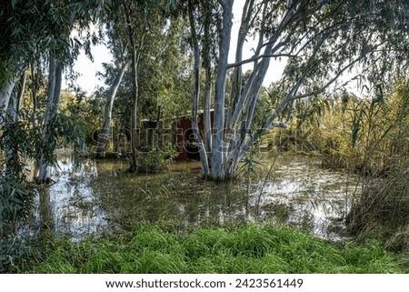 Reflections of flooded trees after  the heavy rains in January 2024, in Herzliya Park, Herzliya city, Israel