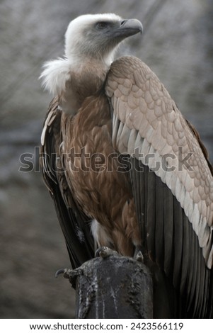 Griffon vulture portrait in the rocks