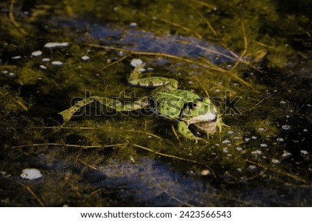 Swimming frog in pond. Still water with foam and bubbles caused by croaking. Royalty-Free Stock Photo #2423566543