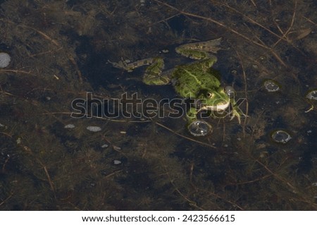 Swimming frog in pond. Still water with foam and bubbles caused by croaking. Royalty-Free Stock Photo #2423566615