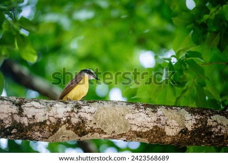 Great kiskadee bird in Trinidad and Tobago Pitangus Sulphuratus tropical yellow and brown on a tree branch backlit
