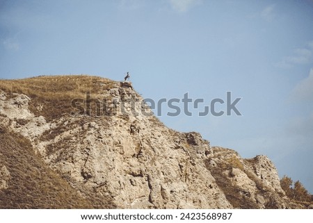High-res image of a brown and white bird on a gray rock in the mountains, against a clear blue sky with fluffy clouds. Low angle view adds grandeur. Ideal for websites, blogs, or prints.