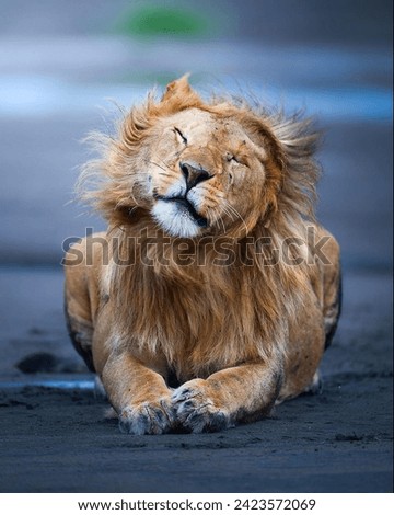 A beautiful collection of pictures of wild animals and lions and tigers