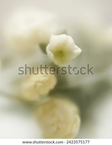 White delicate flowers, meditative calm photo. Close-up of a beautiful white flower on a light background in a blur filter