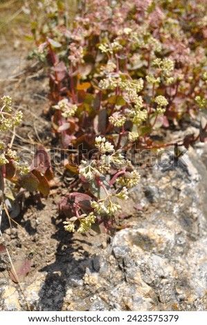 mountain flowers, small purple flowers growing from a stone on a mountain, rock Royalty-Free Stock Photo #2423575379