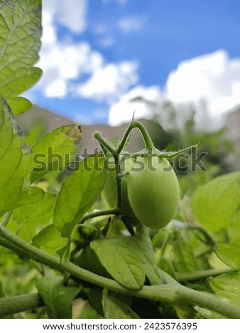 unripe baby tomatoes. Nestled among lush green foliage on the farm, these tiny green gems hold the potential for future flavor and freshness' sky and mountain over the vegetable farm Royalty-Free Stock Photo #2423576395