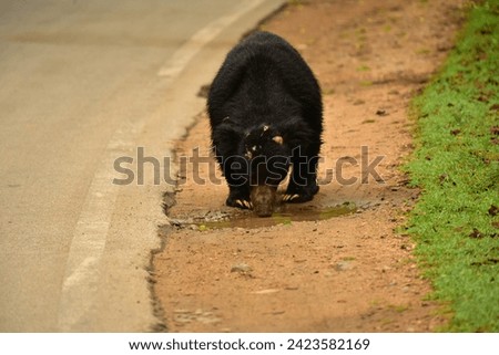 Sloth bear - Kabini nagarahole forest wildlife photography 