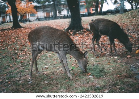 The couple deer in the park 