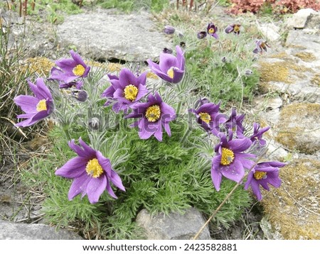 Pulsatilla vulgaris (the pasqueflower) blooms in the garden in May Royalty-Free Stock Photo #2423582881