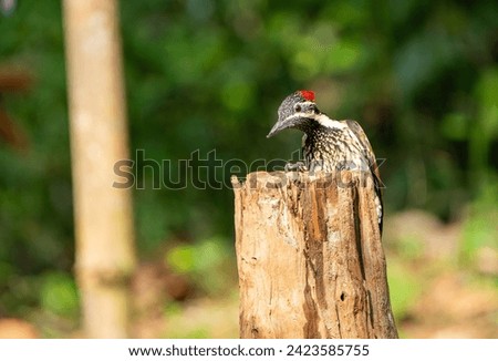 beautiful shot photograph of scale bellied streak throated woodpecker perched over dead tree isolated bird photography india Kerala thattekad sanctuary portrait habitat wallpaper blurred background 