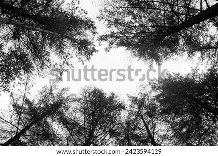 Tree canopy looking from the ground up Royalty-Free Stock Photo #2423594129