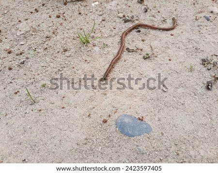 Close-up of earthworms on the ground, visible rings on the body of the worms stock photo