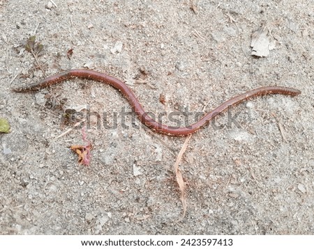 Close-up of earthworms on the ground, visible rings on the body of the worms stock photo