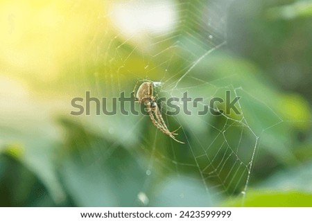 Spider gracefully weaves its intricate web, showcased at the center of the photo with a lush green background and kissed by rays of bright sunlight.