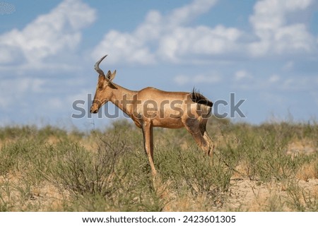 Red hartebeest, Cape hartebeest or Caama - Alcelaphus buselaphus caama standing on green grass with sky in background. Photo from Kgalagadi Transfrontier Park in South Africa. Royalty-Free Stock Photo #2423601305
