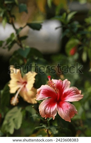bio color of light pink hibiscus rosa sinensis or shoeblack plant or hawaiian flower or rose mallow or chinese rose, blossom blooming in the garden.