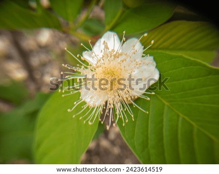 Picture of the flowering rose of the seed