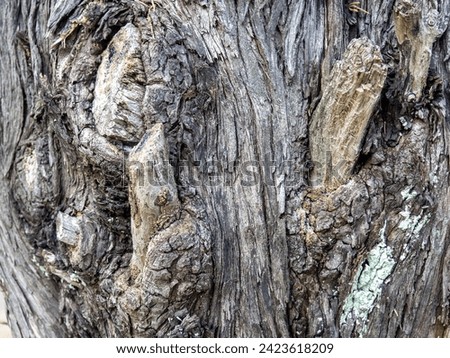 Wrinkled tree bark. Gray brown natural background. Organic. Wood pattern. Natural material