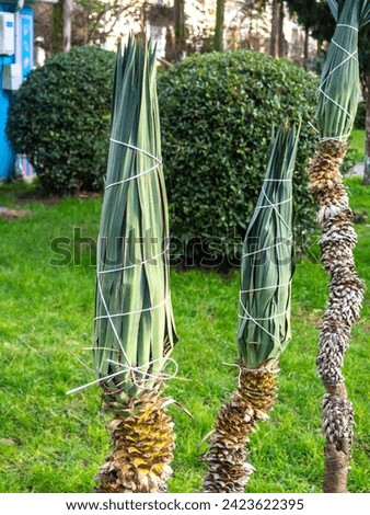 Tied leaves of small palm trees. Thin trunk of a palm tree in the park. Winter at the resort. Botaika. Caring for plants. Gardeners' work.